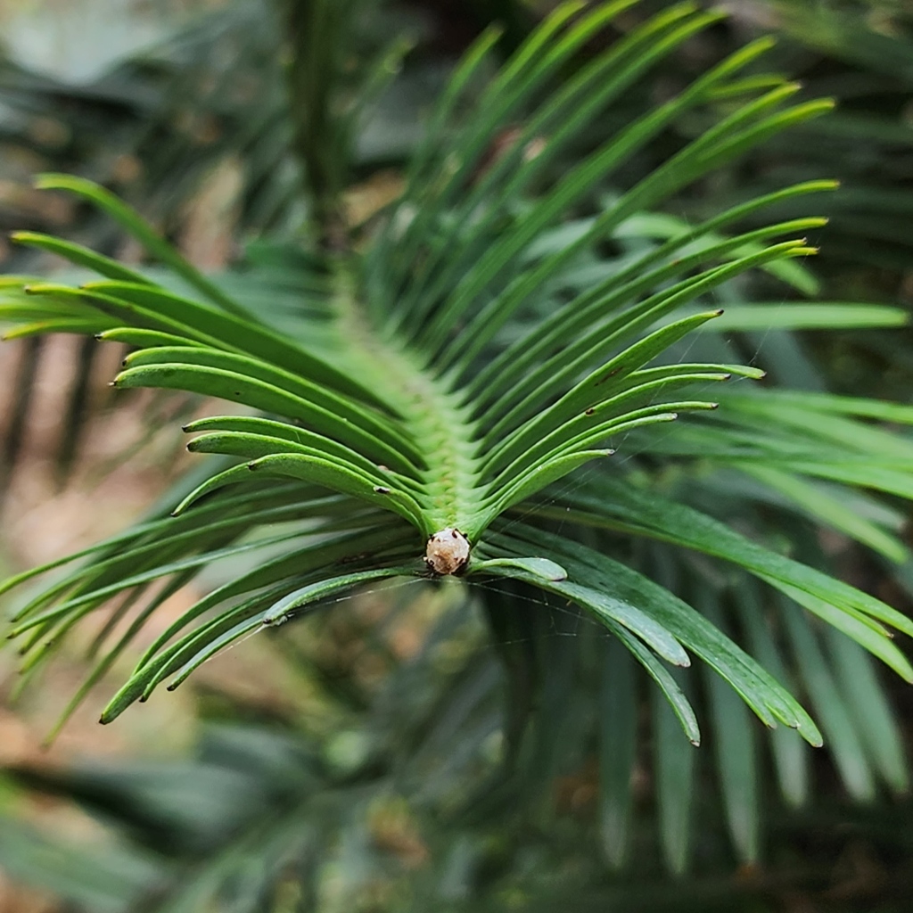 Wollemia nobilis branch with 4 leaf ranks and polar cap at the branch tip. (Photo Alan Tulloch, Mt Coot tha Botanic Gardens, 2023)